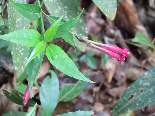 Ruellia angustiflora, photograph 4