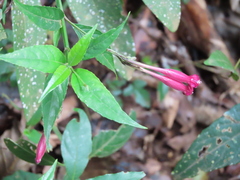 Ruellia angustiflora, photograph (c) Nicolas Olejnik, some rights reserved (CC BY)