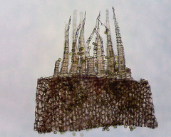 Homalia trichomanoides