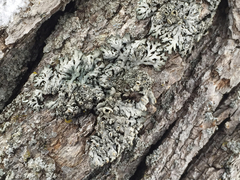 Heterodermia hypoleuca