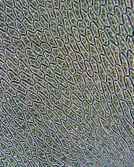 Homalia trichomanoides