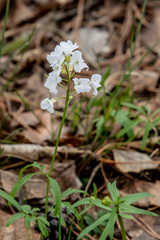 Cardamine trifida