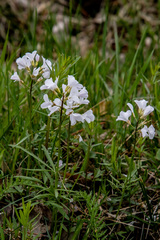 Cardamine trifida