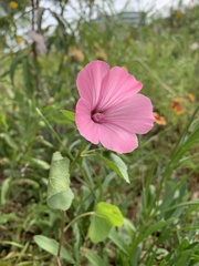 Pavonia lasiopetala