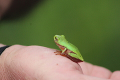 Hyperolius pickersgilli