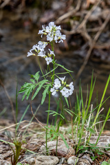 Cardamine trifida