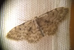 Idaea inquinata