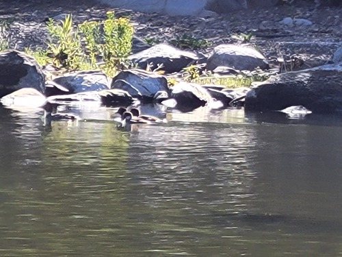 Common Goldeneye