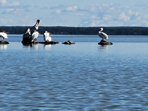 American White Pelican