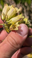 author not stated, no rights reserved Penstemon whippleanus, photograph author not stated, no rights reserved