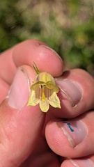 author not stated, no rights reserved Penstemon whippleanus, photograph author not stated, no rights reserved