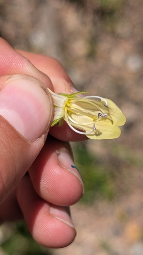 Penstemon whippleanus, photograph 4