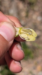 author not stated, no rights reserved Penstemon whippleanus, photograph author not stated, no rights reserved