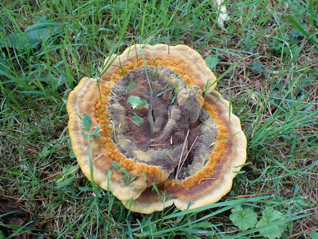 Phaeolus hispidoides · August 2026 · photo: Photo: (c) SReeser, some rights reserved (CC BY) · iNaturalist
