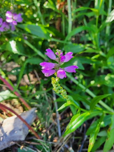 obedient plant