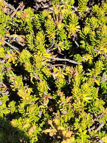 Phyllodoce glanduliflora, photograph 5