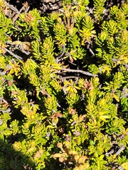 Phyllodoce glanduliflora, photograph author not stated, no rights reserved