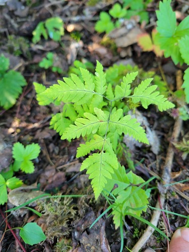 northern oak fern