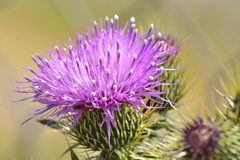Cirsium rhaphilepis