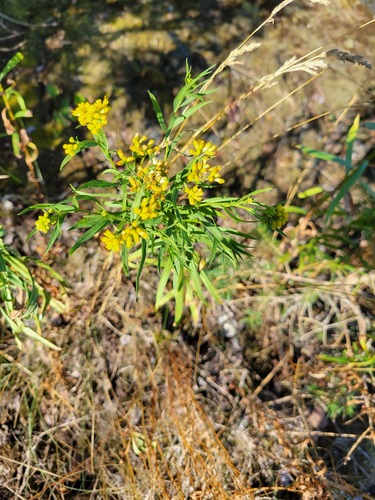flat-topped goldenrod