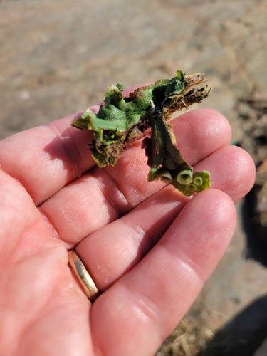 Common Liverwort
