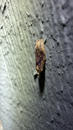 Pale-headed Eucosma Moth (Eucosma ochrocephala)