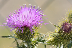 Cirsium rhaphilepis