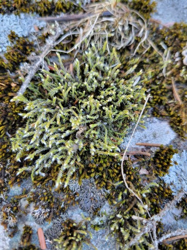 Ciliate Hoarmoss