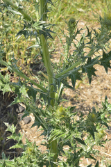 Cirsium rhaphilepis