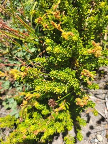 Phyllodoce glanduliflora, photograph 4