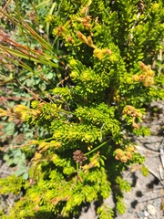 Phyllodoce glanduliflora, photograph author not stated, no rights reserved