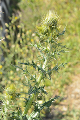 Cirsium rhaphilepis