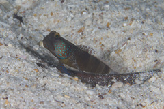 Cryptocentrus cinctus