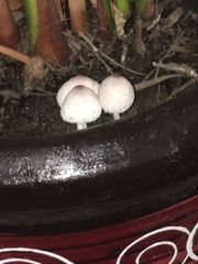 Leucocoprinus ianthinus