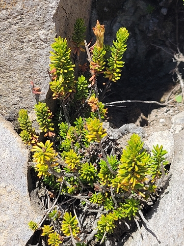 Phyllodoce glanduliflora, photograph 3