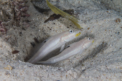 Valenciennea muralis