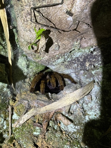 Chinese Giant Gold Tarantula
