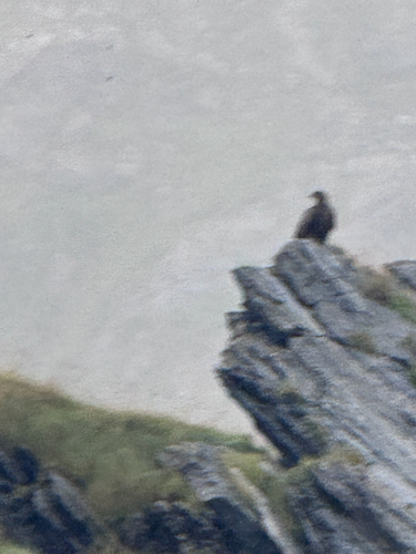White-tailed Eagle