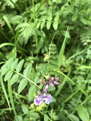 Vicia sepium