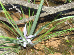Babiana karooica