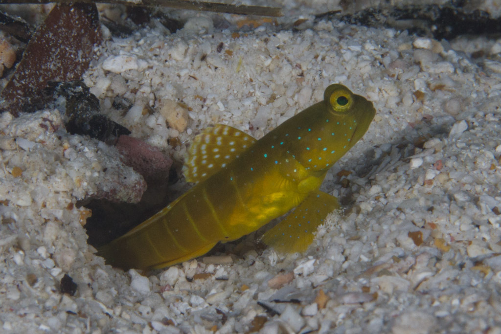 Yellow Shrimp-Goby