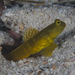 Yellow Shrimpgoby - Photo (c) Mark Rosenstein, some rights reserved (CC BY-NC), uploaded by Mark Rosenstein