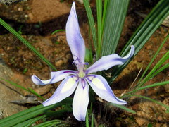 Babiana karooica