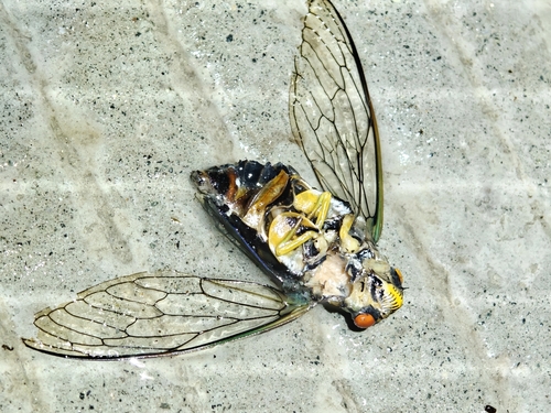 Chremistica nigra