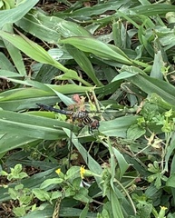 Pachydiplax longipennis