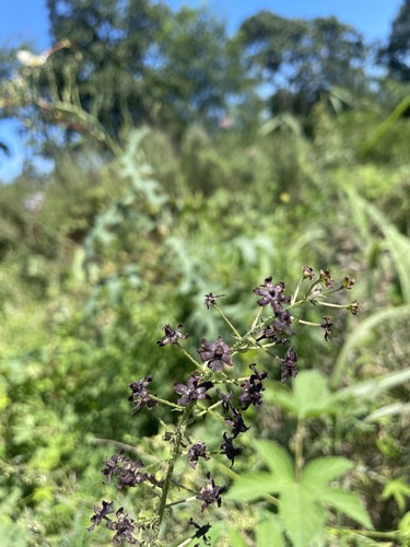 Veratrum maackii observed 2026-08-19