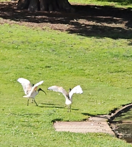 Australian Ibis
