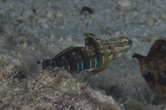 Amblygobius phalaena