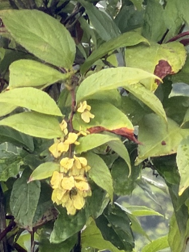 Tripterygium wilfordii observed 2026-08-19