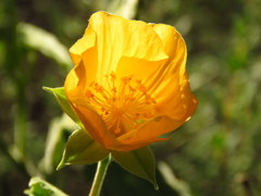 Abutilon sonneratianum